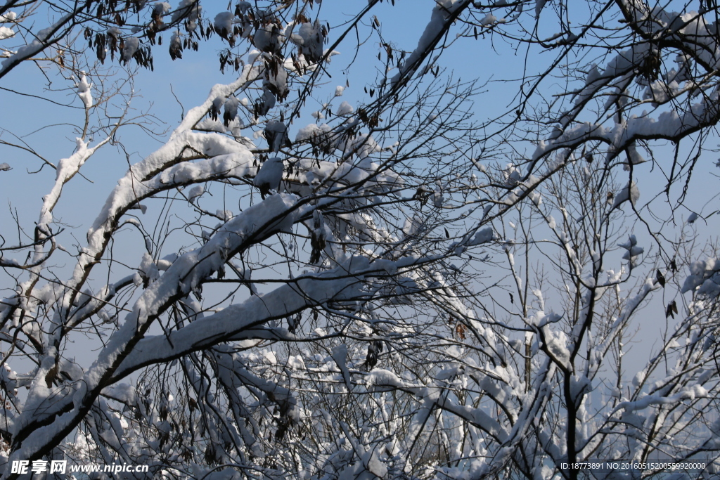 森林白雪