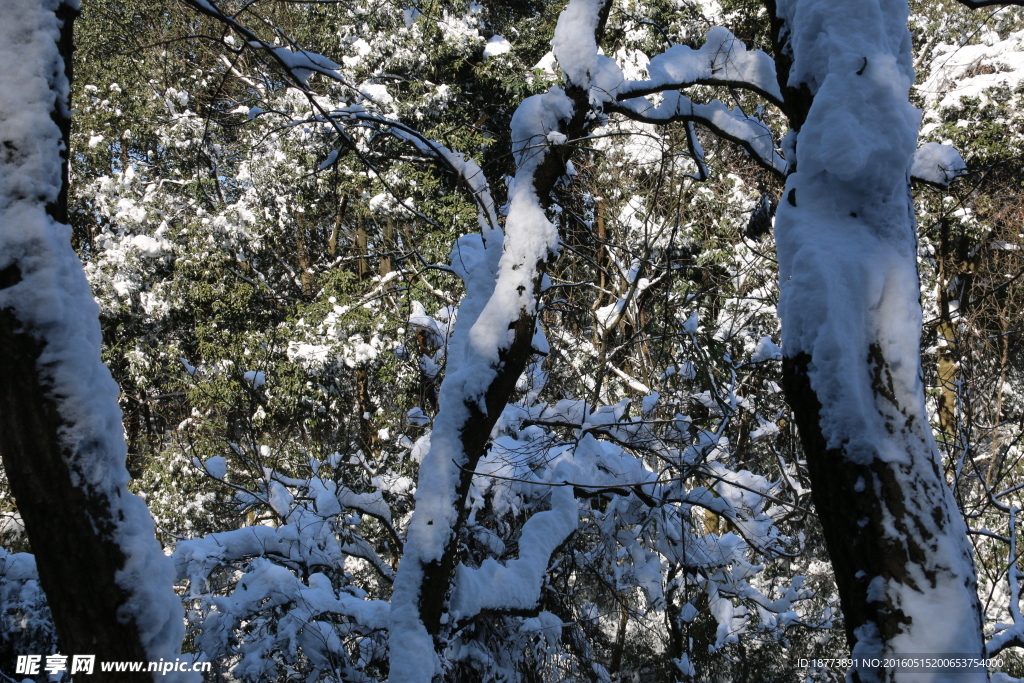 树上的雪