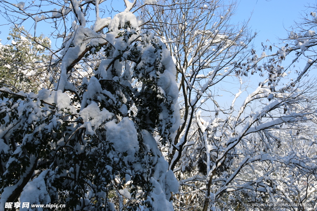 树上的雪