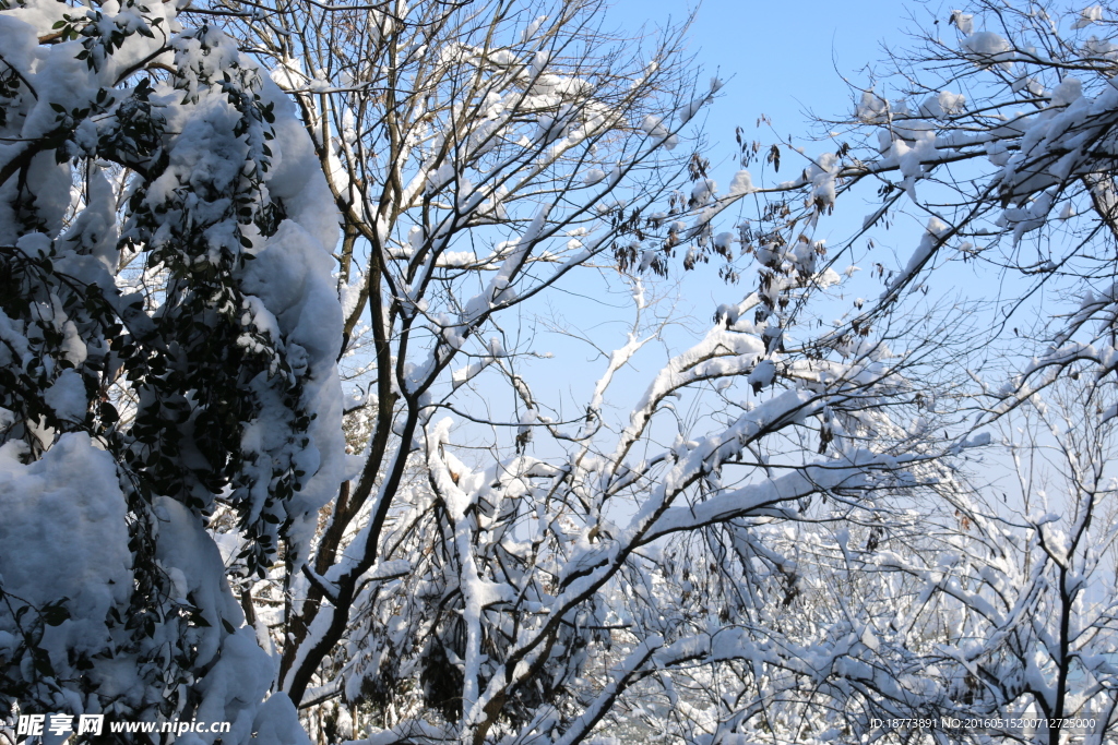 森林之雪