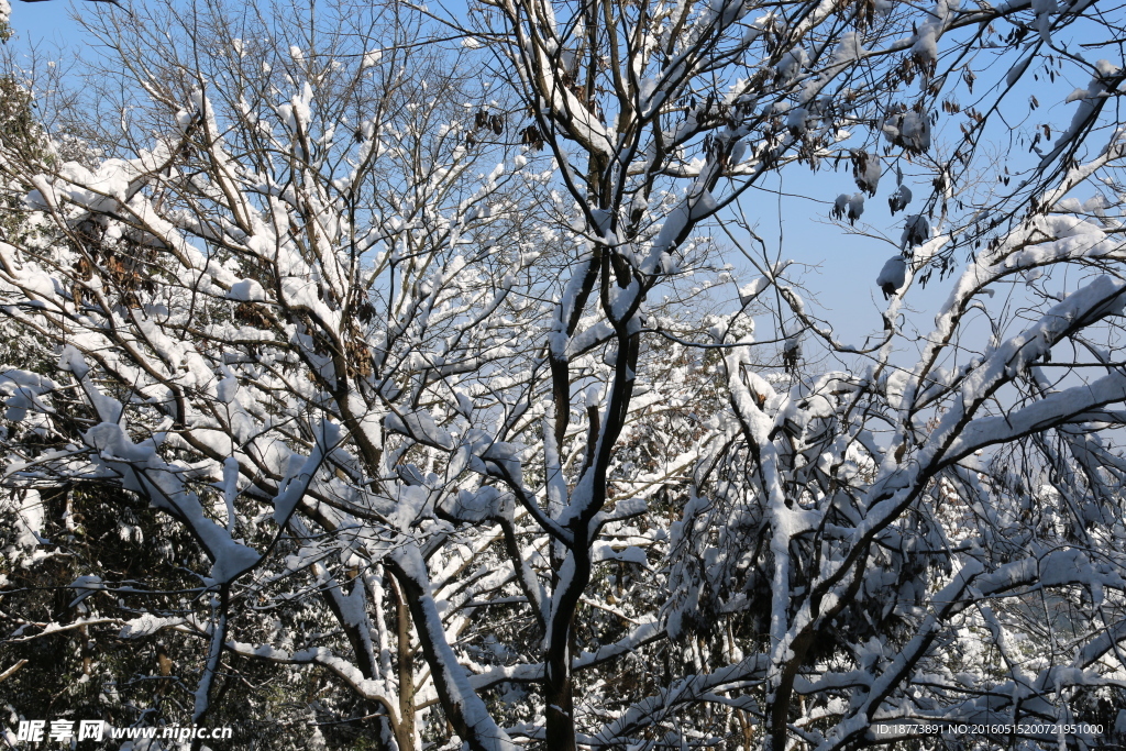 雪后的森林