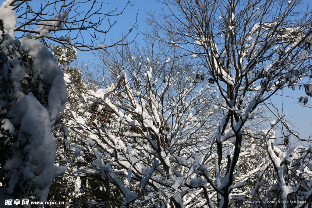 树林之雪