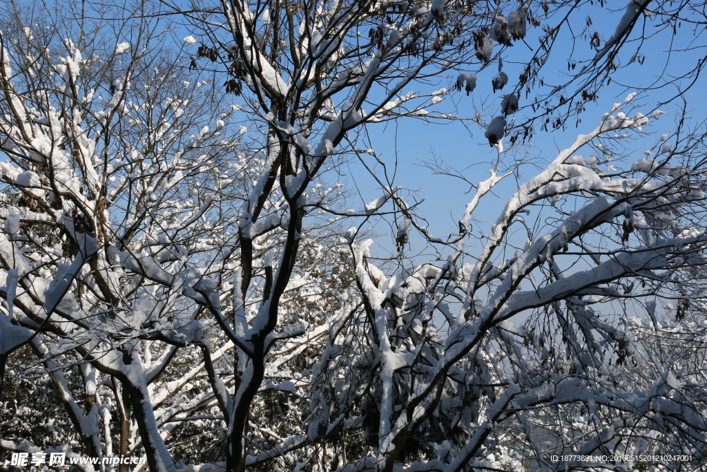 树林雪景