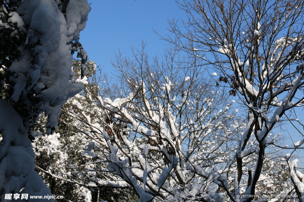 雪后的树林