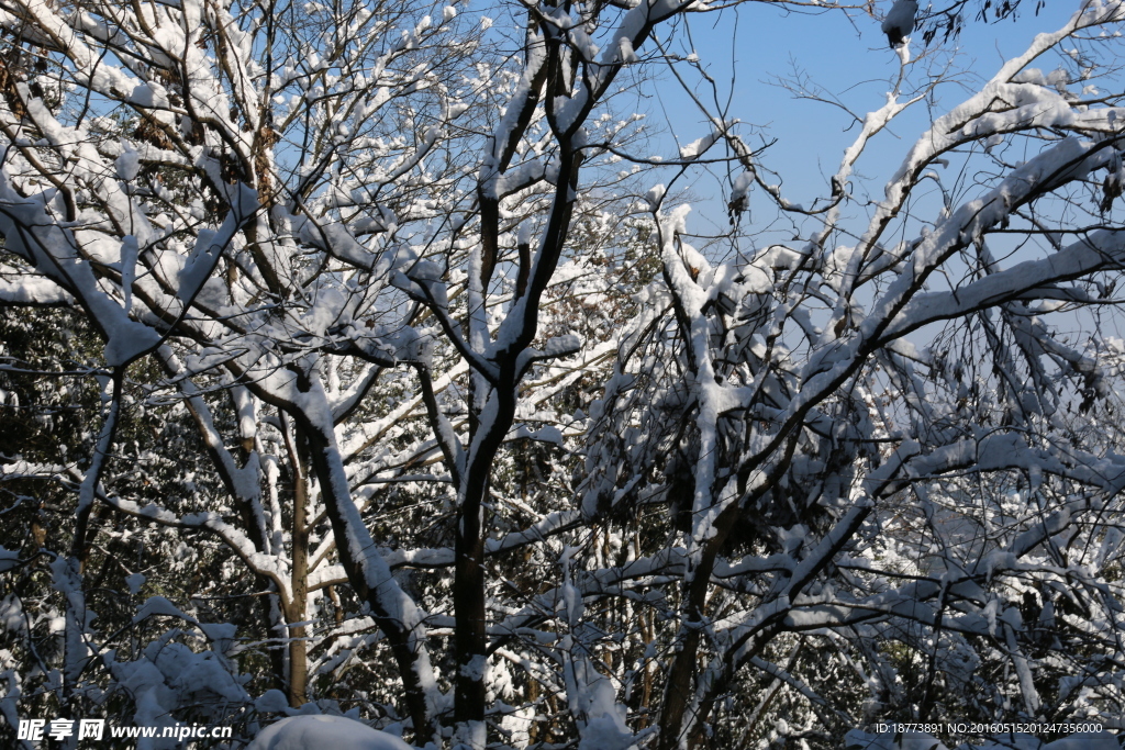 丛林雪景