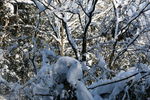 树木与雪