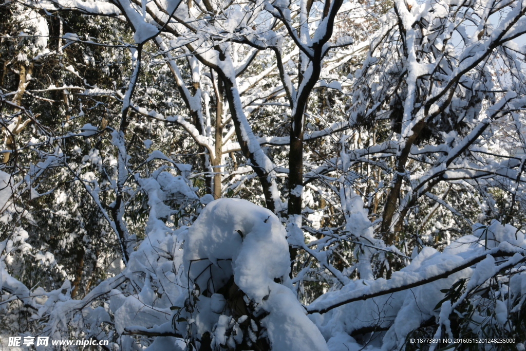 树木与雪