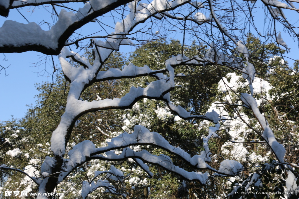 白雪