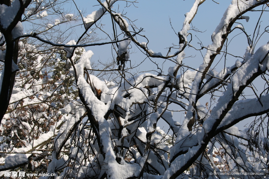 树林白雪