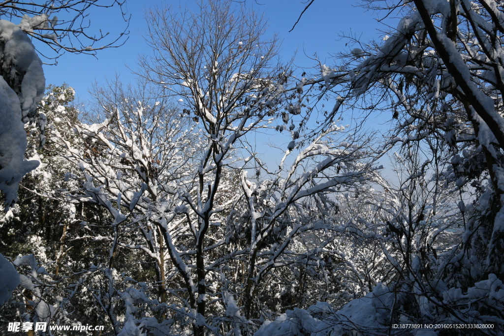 森林雪景