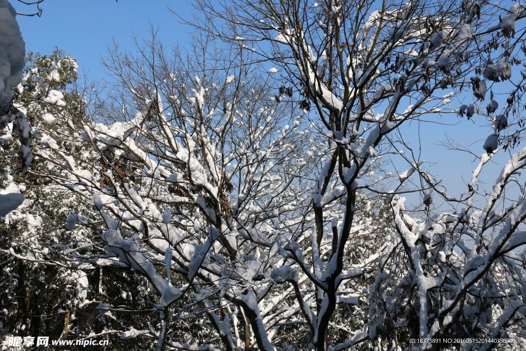 树上的雪