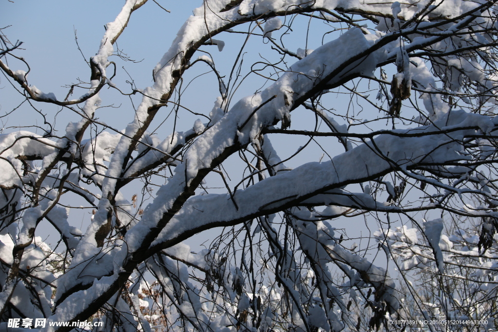 大雪压枝低