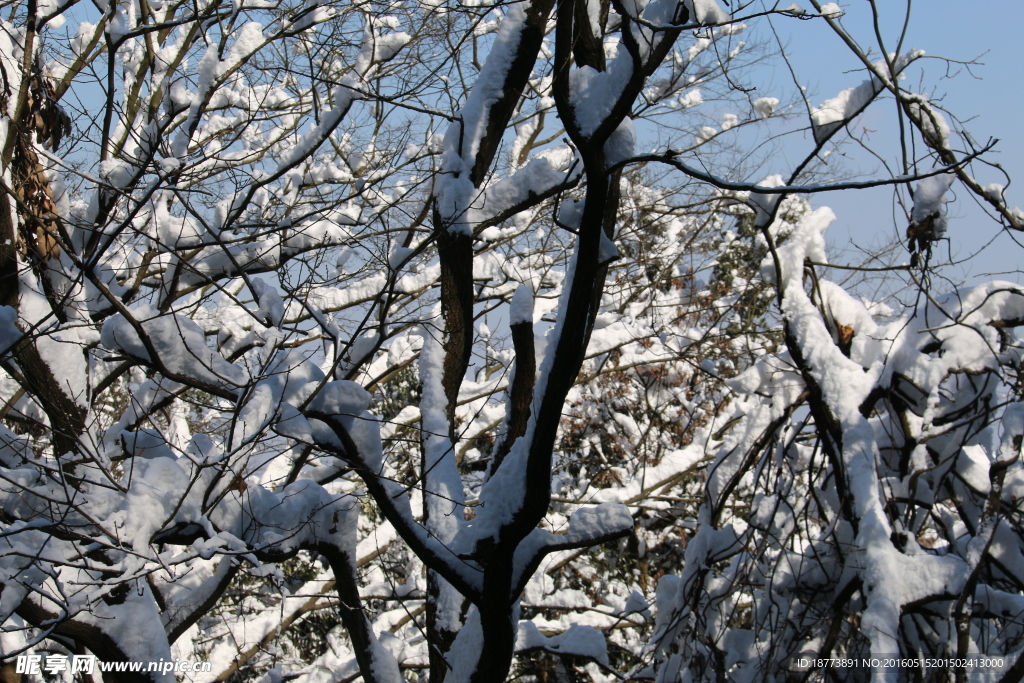 树上的雪