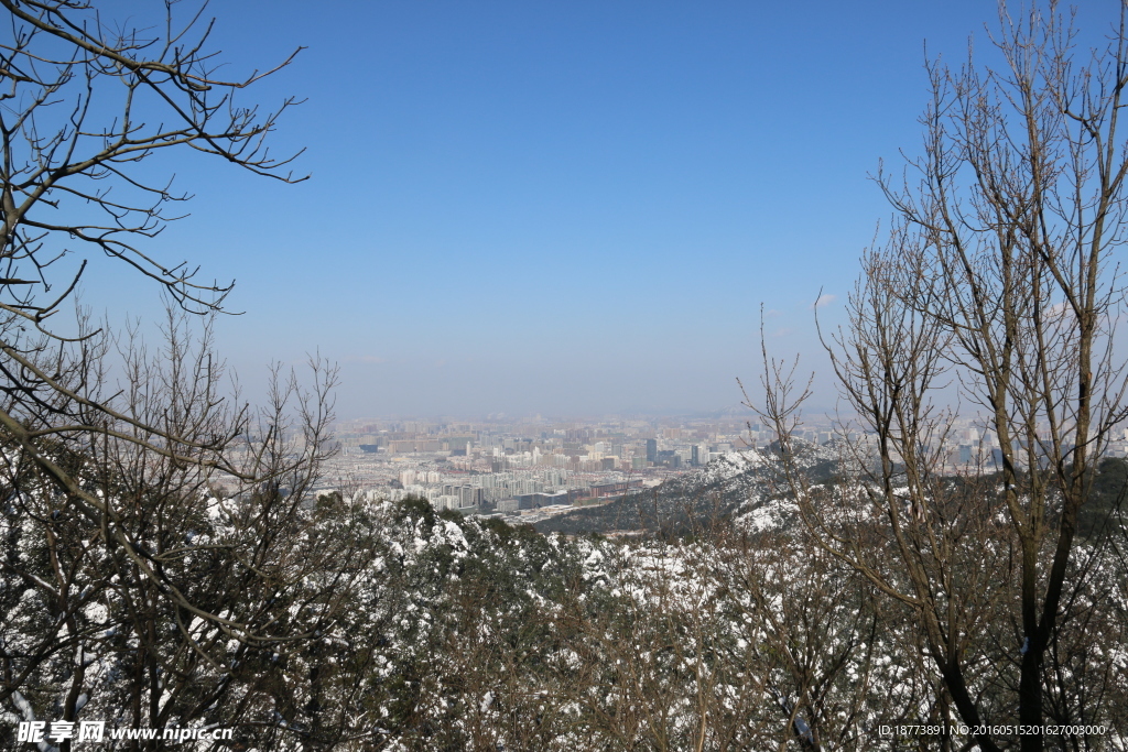 树木白雪