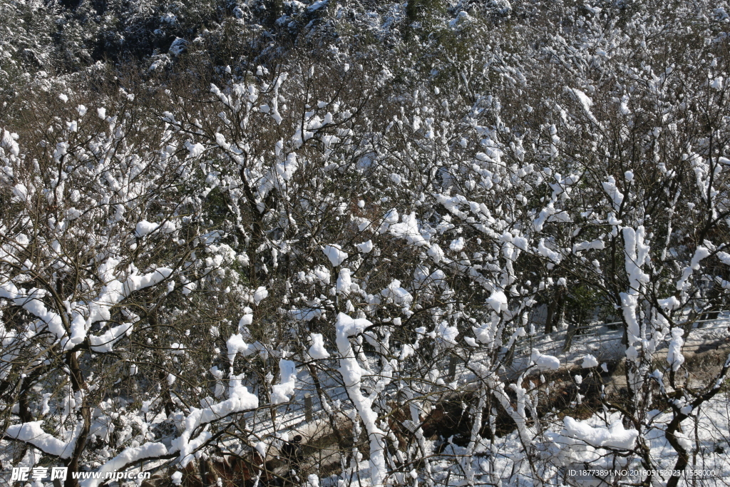 树林白雪