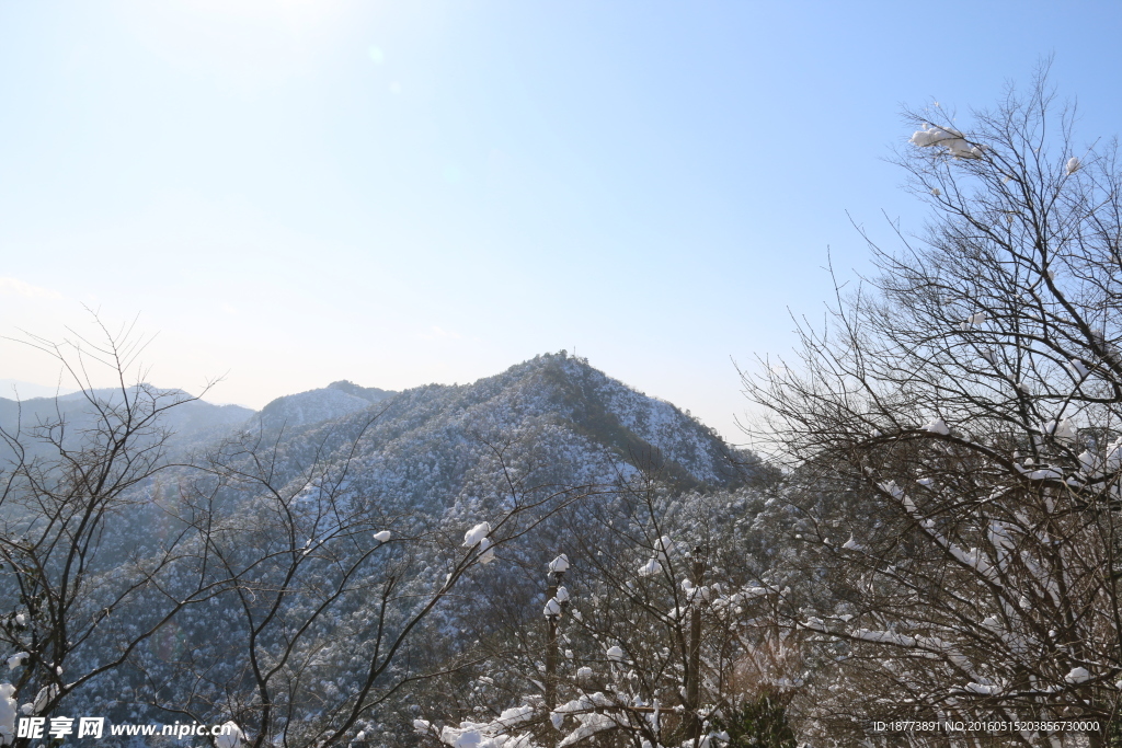 树枝白雪