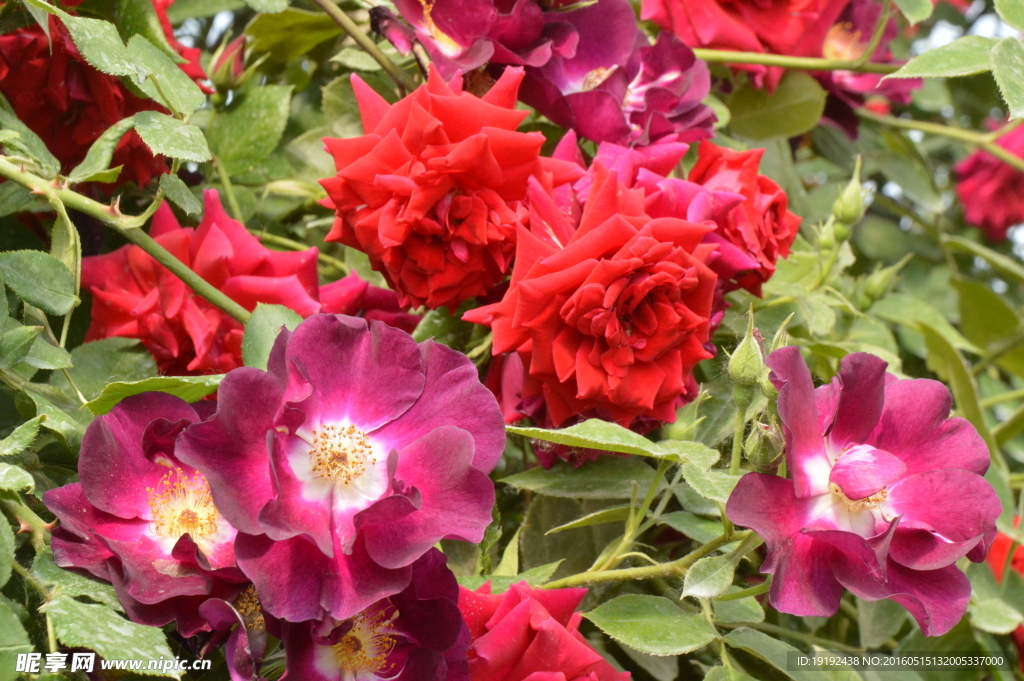 月季花
