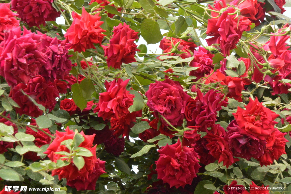 月季花