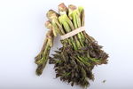 山野菜 刺嫩芽