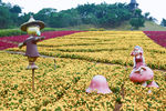 鲜花