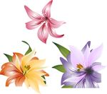 梦幻百合花