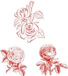 玫瑰花 素描