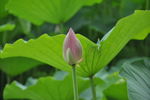 花蕊