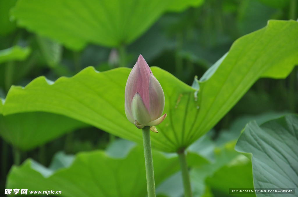 花蕊
