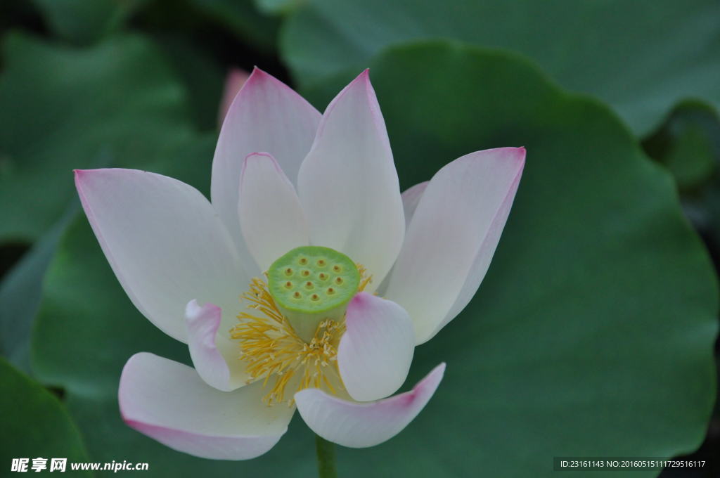 莲花
