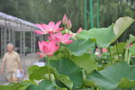 莲花
