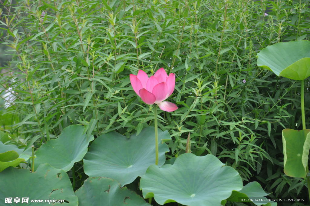 莲花