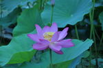 莲花