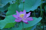 莲花