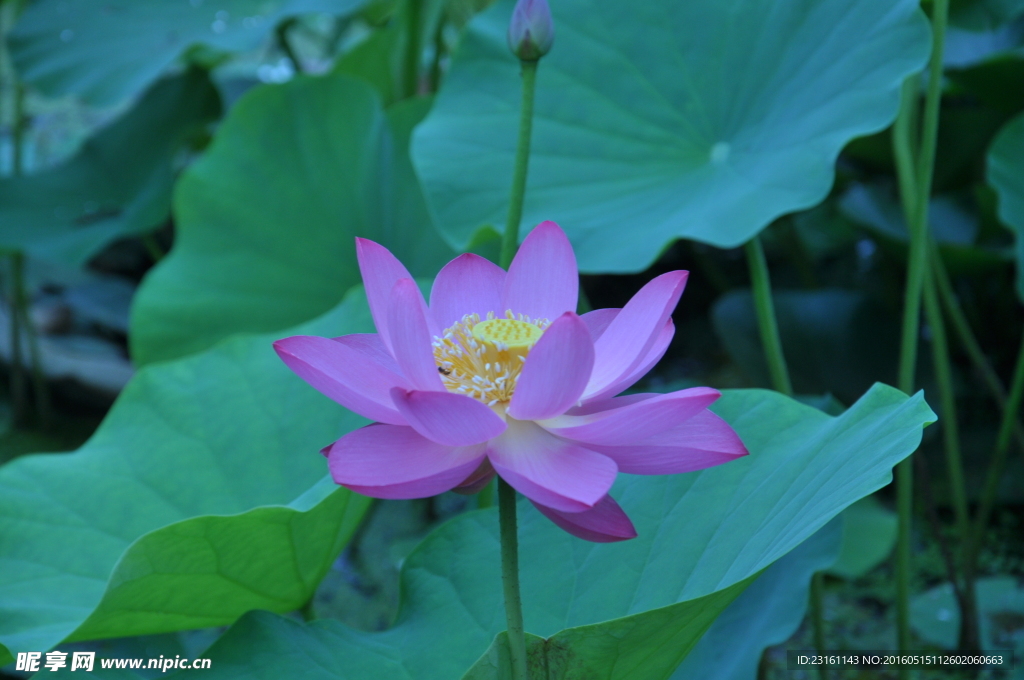 莲花