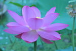 莲花