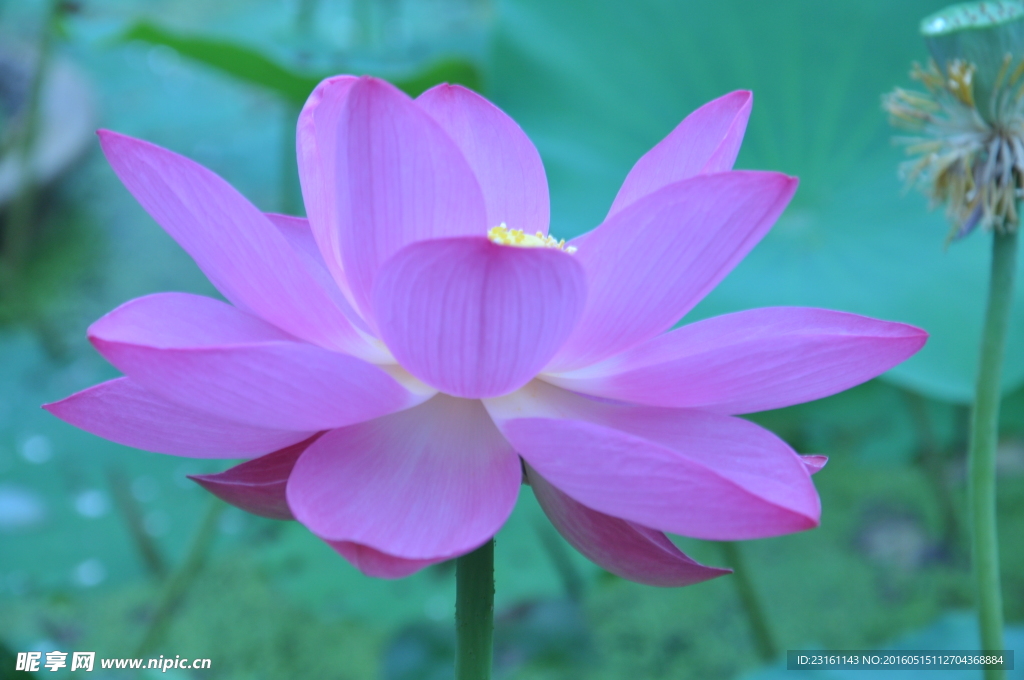莲花