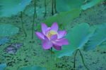 莲花