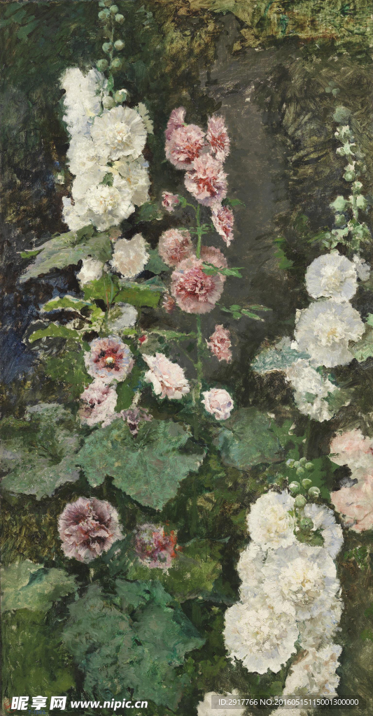 木槿花