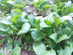 油菜