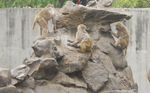 王城公园猴山