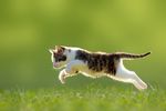 小猫