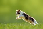 小猫