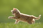 小猫