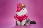 小猫