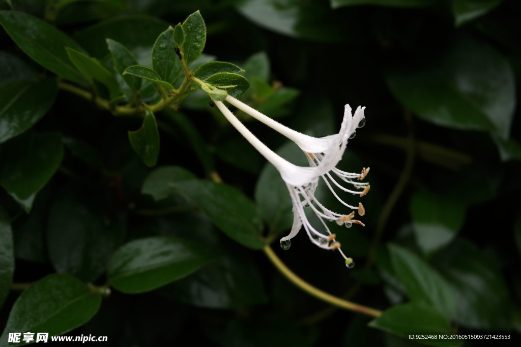 二花