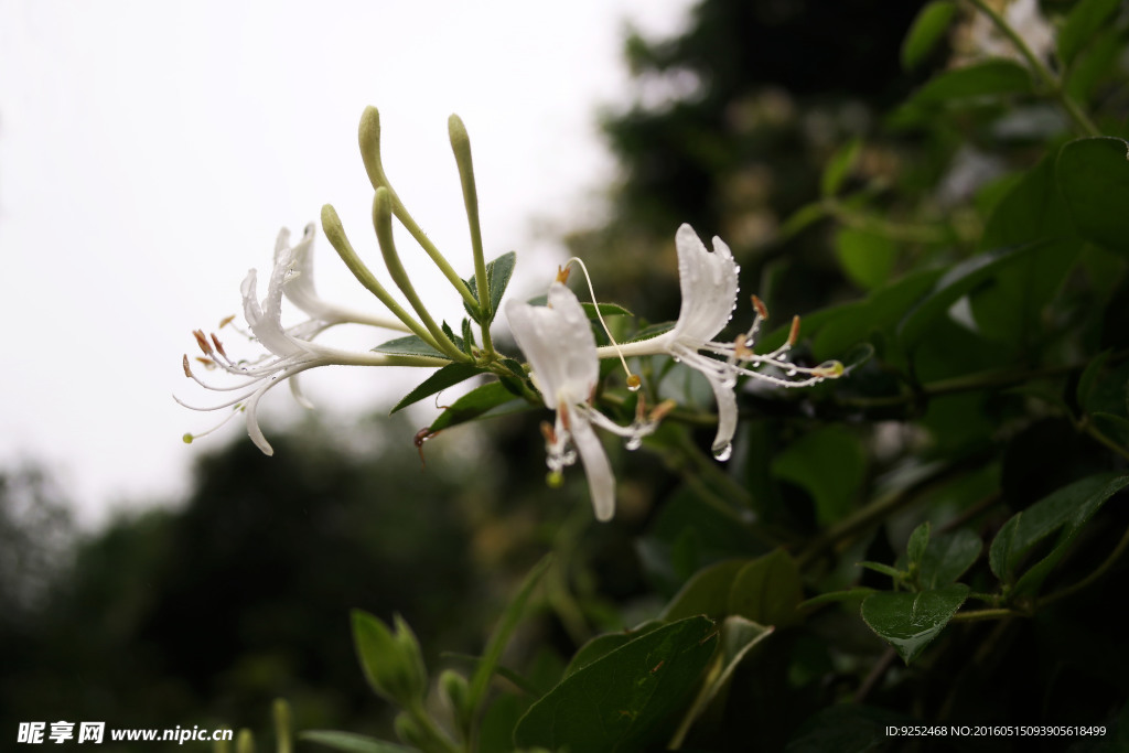 花枝