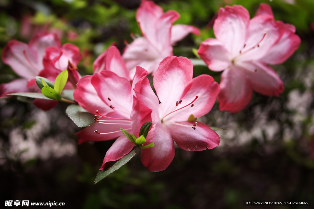 双色杜鹃花