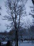 一棵冬天的树