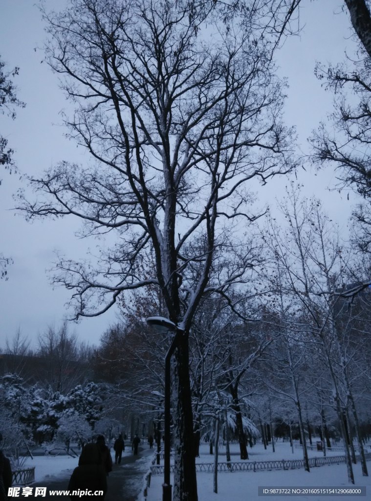 一棵冬天的树