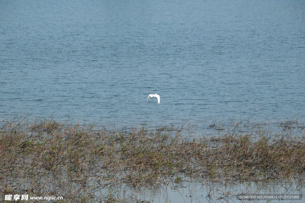 湖中飞翔的白鹭